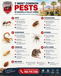 Pest Control For Rats: 7 Common Pests in Your Home