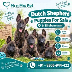 Dutch Shepherd Puppies For Sale In Bhubaneswar