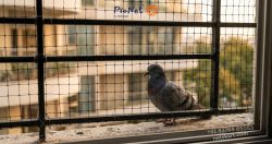 Bird Net Manufacturer & Supplier India | HDPE Anti-Bird Netting – Netskart